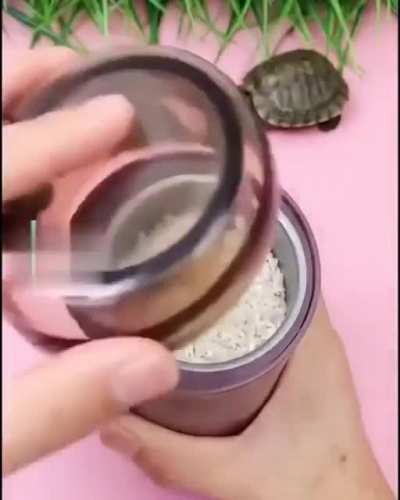 🐢