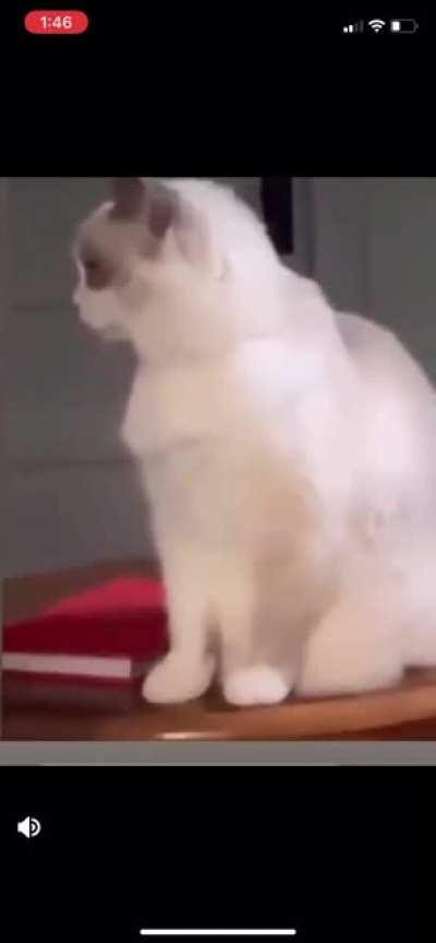 Malkovich cat