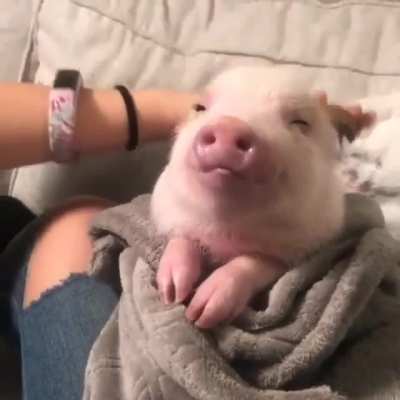 Brushing A Pig.