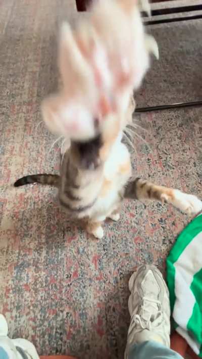 I pet the damn cat.