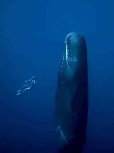 this sleeping whale