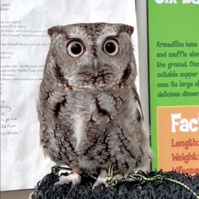 Didn't know owls could do that
