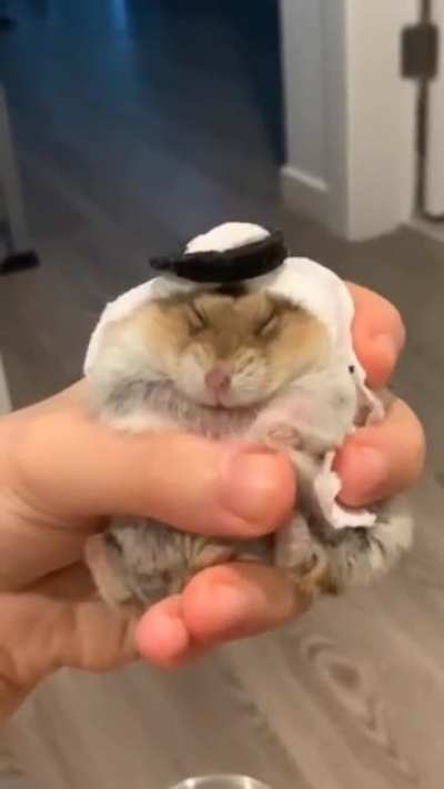 bippo the sheik