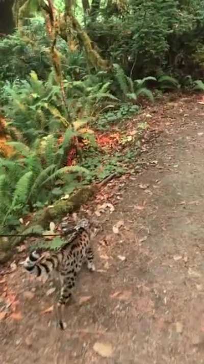 Kira in the redwoods. This is my F1 kitten, at the time, walking thru the Cali redwood Forrest. She is better on a leash than any dog I&rsquo;ve had ! The girl is awesome!