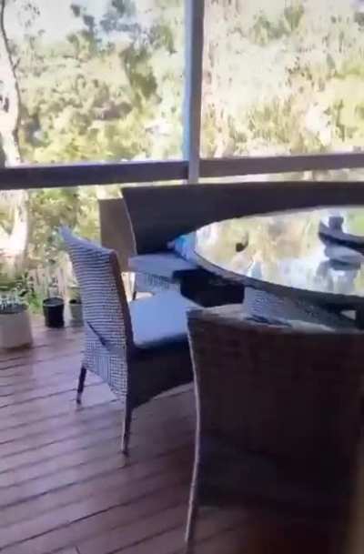 Cute bird bro