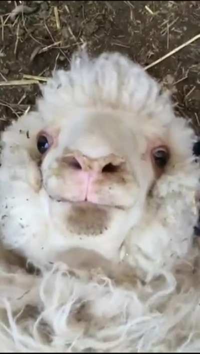 Sh&euml;ęp