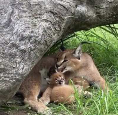 Baby caracal mimicking its mom with a "sympathy yawn", mom responds with a caressing lick on the ear