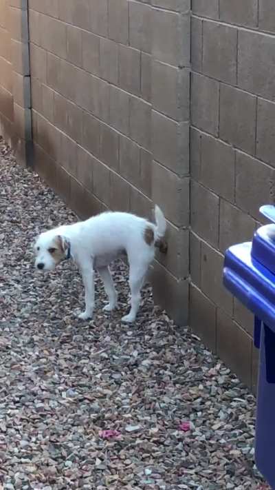 Anyone else&rsquo;s dog poop on walls?