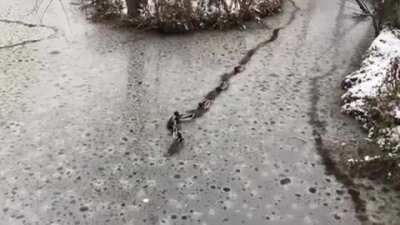 Duck traffic jam!
