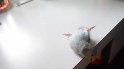 Bang
