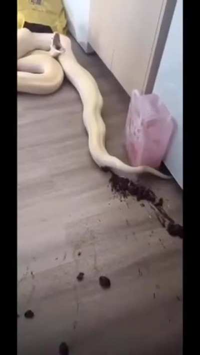 I have a snake, he likes indian food