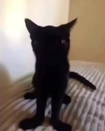kot
