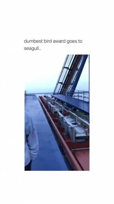 Valseagull