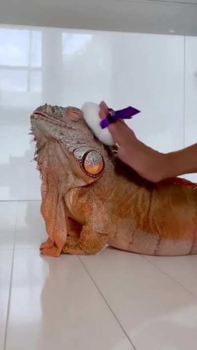 He has evolved into the Awwwyiss Lizard