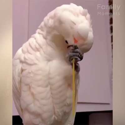 birb scritches