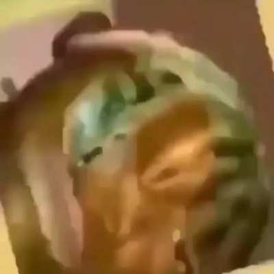 melon (pt4)