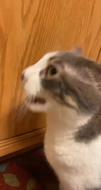 Perfectly cut meow