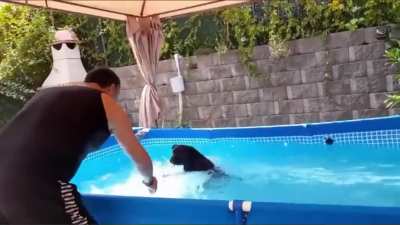 It's a lab. They're part seal&hellip;