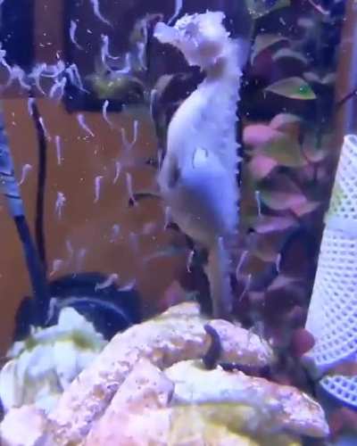 Thanks, I hate seahorses giving birth.