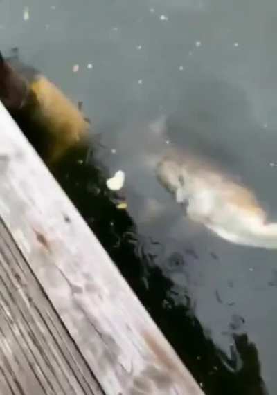 go free little one!
