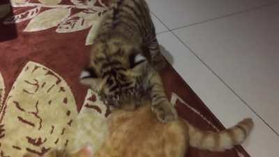o gato pequeno tipo "humano me ajuda &eacute; s&eacute;rio"