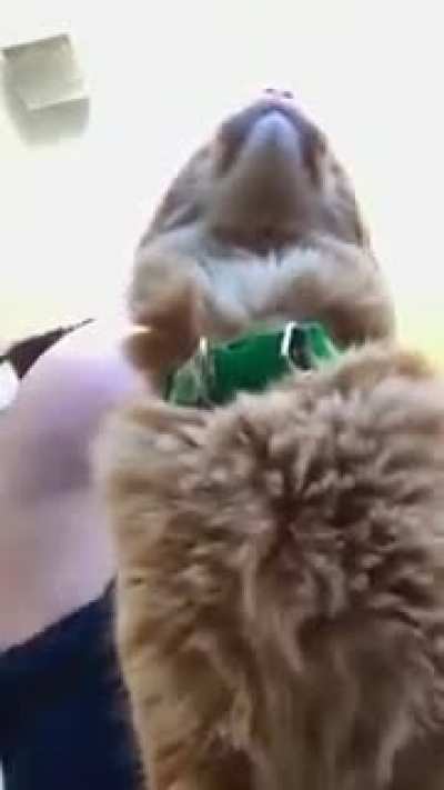 Big pussy