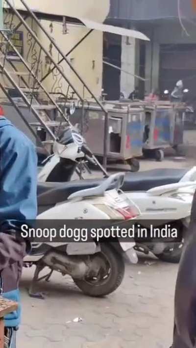 snopp cat