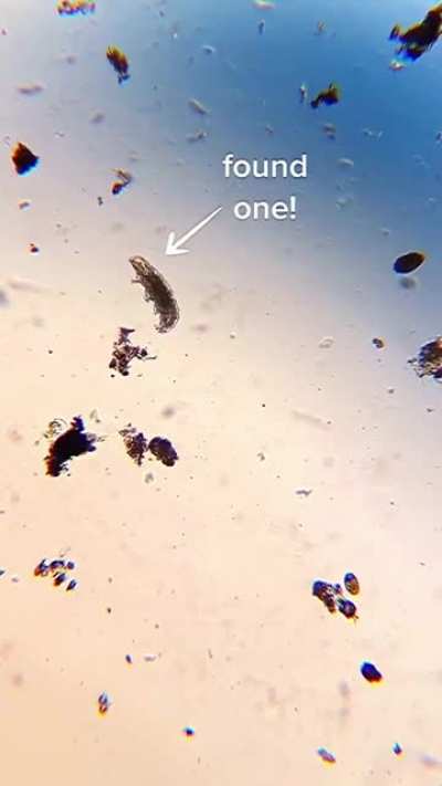 How to Find Water Bears 101