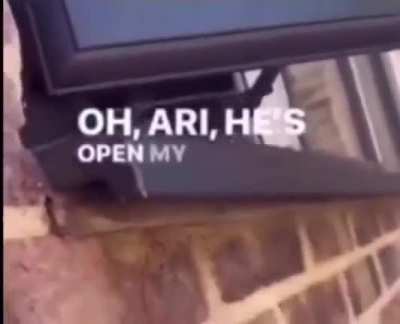 Pigeon The Intruder