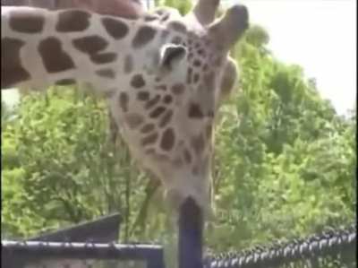 Giraffe Shitpost