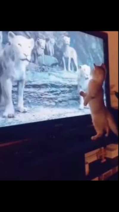 Lion Kitty!