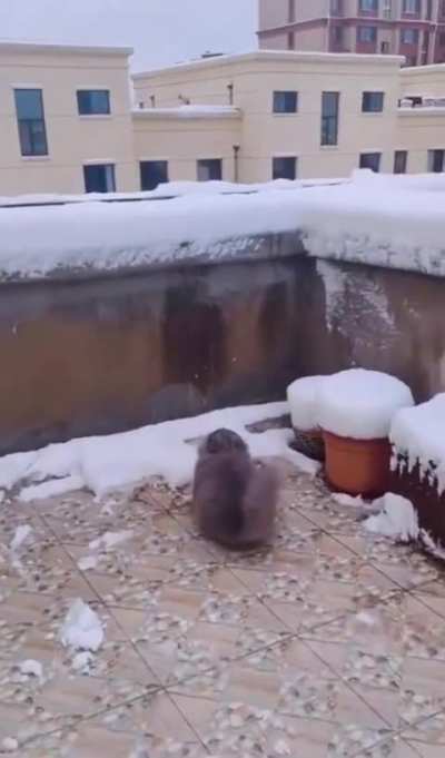 To jump