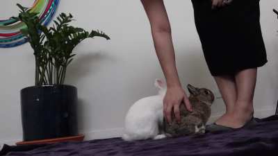 They'll do anything for pellets.
