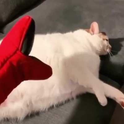 my crazy chonk