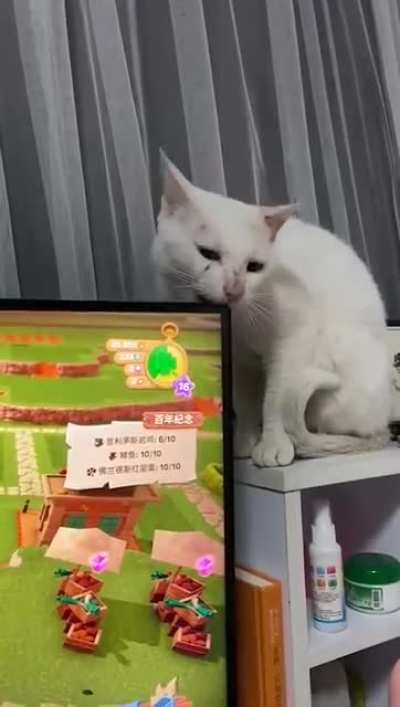Letting your cat bite a tv