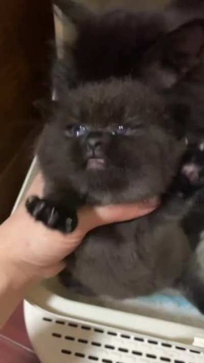Немного милоты