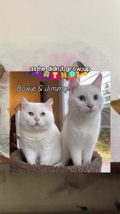 the 3rd cat in The Sillies! :3