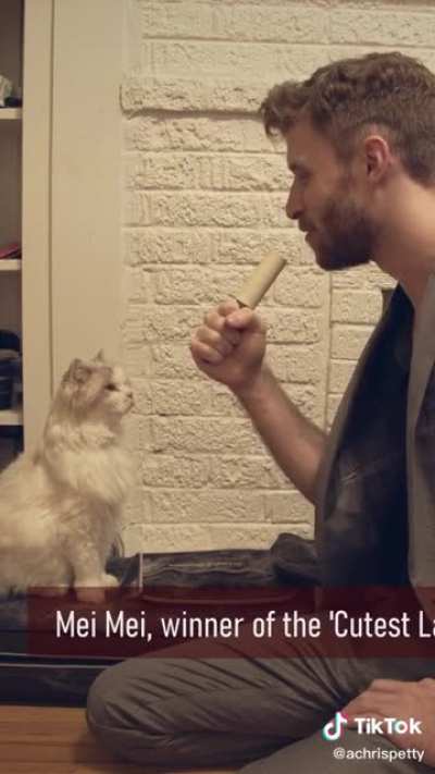 I&rsquo;m addicted to this breaking news cat video, I watch it multiple times per day. Happy National Cat Day!