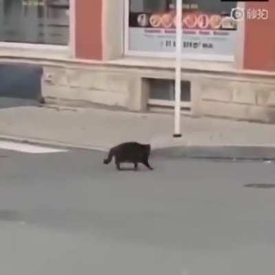to catch a mouse