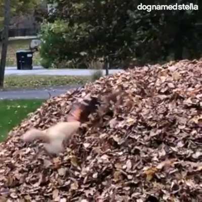 Doggo crashes on heaps of autumn leaves