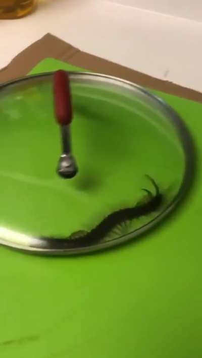 This centipede