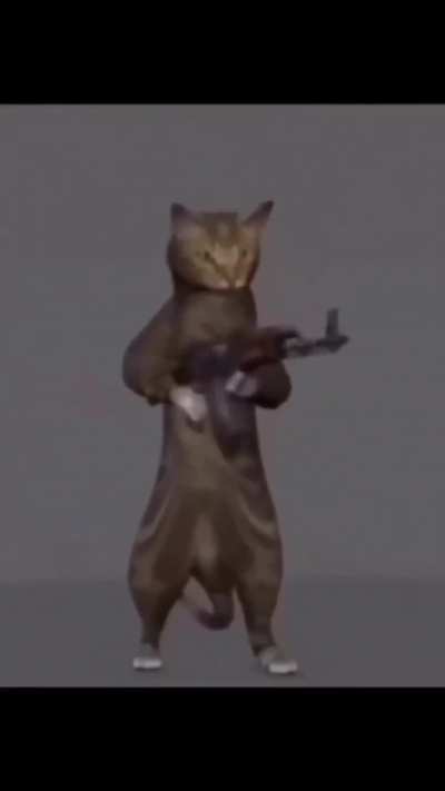 Why I love cats