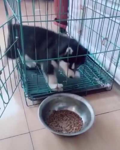The goodest boy is not the smartest boy