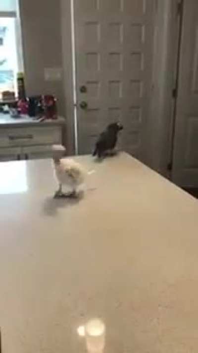 Happy even without feather