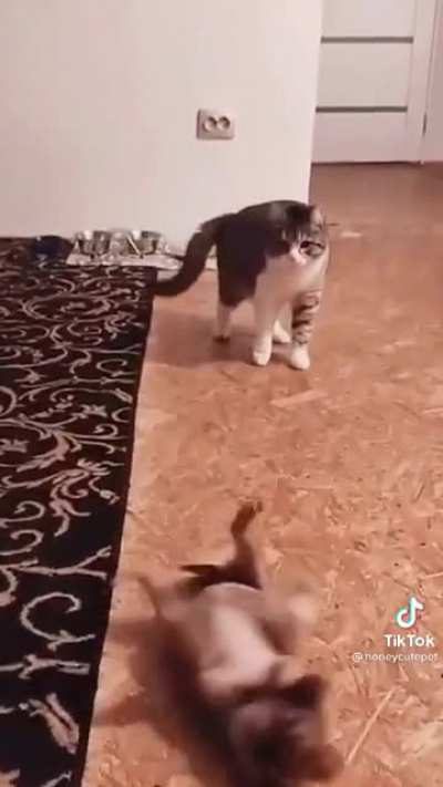 &ldquo;I didn&rsquo;t even do touch him!&rdquo; 😾