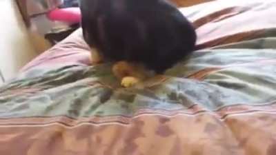 are you my mommy ?