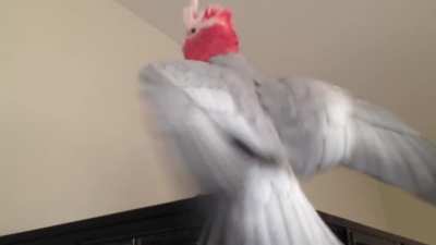 wweeEEEE