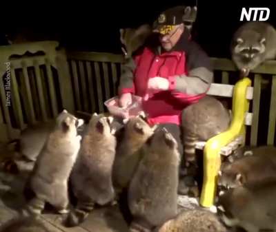 James &ldquo;Raccoon Whisperer&rdquo; Blackwood has been feeding raccoons on his porch for 21 years. This year, more have shown up.