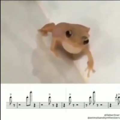 funny frog