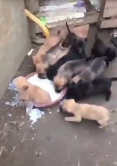 Hoy no hay meme hay perritos